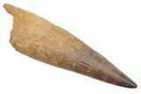 Bargain, Spinosaurus Tooth - Composite Dinosaur Tooth #214325-1